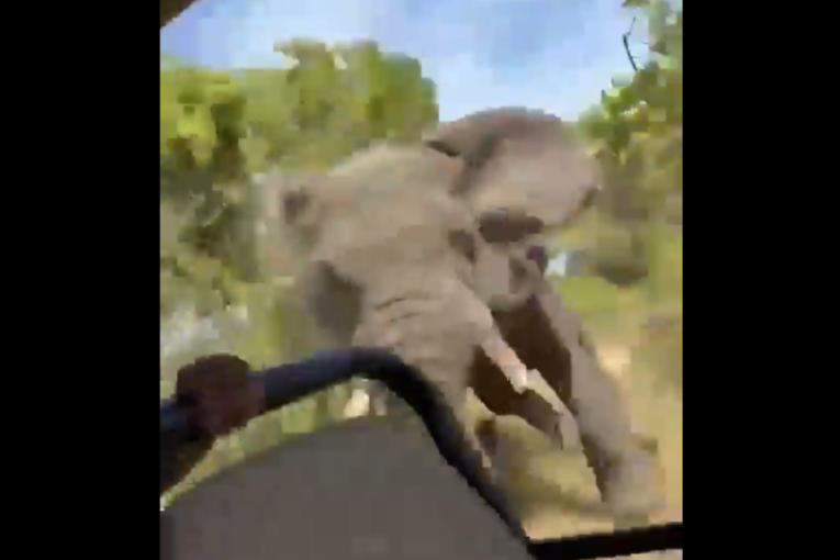 Razjarena životinja napravila haos na safariju: Slon se zaleteo na turiste i preturio vozilo, poginula žena (VIDEO)