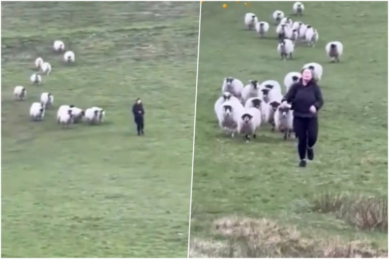 Urnebesan video: Žena počinje da beži, a 37 ovaca je juri po livadi