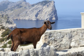 Poklon koza na italijanskom ostrvu: Upotpunite svoj odmor jedinstvenim iskustvom