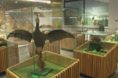 Iznenađenje za ljubitelje prirode i retkih vrsta životinja: U Prirodnjačkom muzeju u Ovčar banji izložena je najbrža ptica na svetu (FOTO)