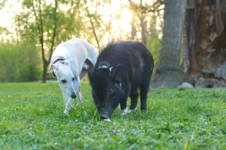 Zašto su svinje sjajni kućni ljubimci? Zbog ove osobine porede ih sa psima