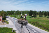 Sve više parova dugonogih ptica letuje kraj Morave: Iz vrele Afrike stigle su pravo u srce Srbije (FOTO)