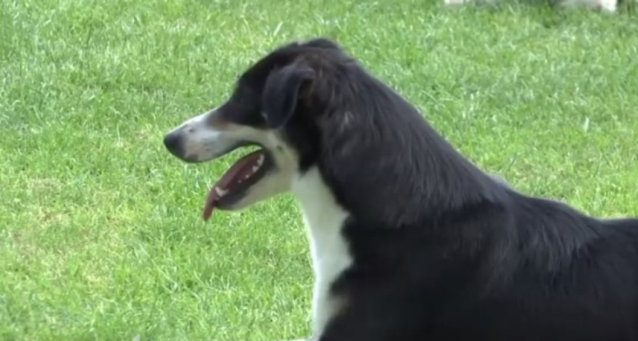 Priča koja topi srca: Francuz u Grčkoj izgubio psa, našao ga posle godinu dana u Srbiji (FOTO)