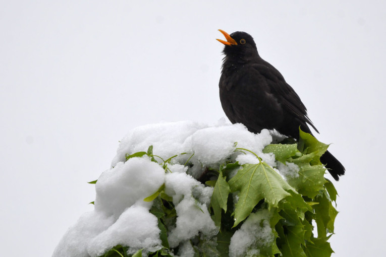 Za Aranđelovdan će se zabeleti krovovi: Stigla detaljna prognoza za celu zimu, evo da li će biti snega za Novu godinu