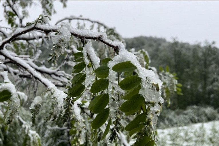Loše vreme zadaje glavobolje poljoprivrednicima: Težak sneg mogao bi da slomi grane i uništi plodove (FOTO)