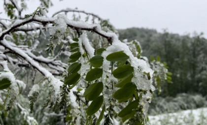 Loše vreme zadaje glavobolje poljoprivrednicima: Težak sneg mogao bi da slomi grane i uništi plodove (FOTO)
