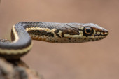 Horor! Radnik otvorio orman u firmi, pa zatekao zmiju! Hvatač zmija upozorio šta se dešava ovih dana (VIDEO)