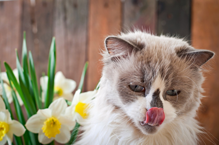 Tri mirisa koja ljudi obožavaju, a mačke ne mogu da podnesu: Držite ih podalje od njih