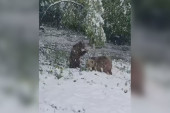 Najslađi snimak koji ćete danas videti: Medvedice Maša i Ljubica uživaju u aprilskom snegu i prave ludorije (VIDEO)