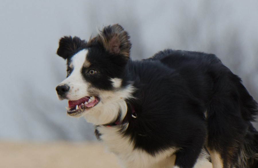 Pas nikad ne napada bez upozorenja: Evo znakova koje ne smete ignorisati