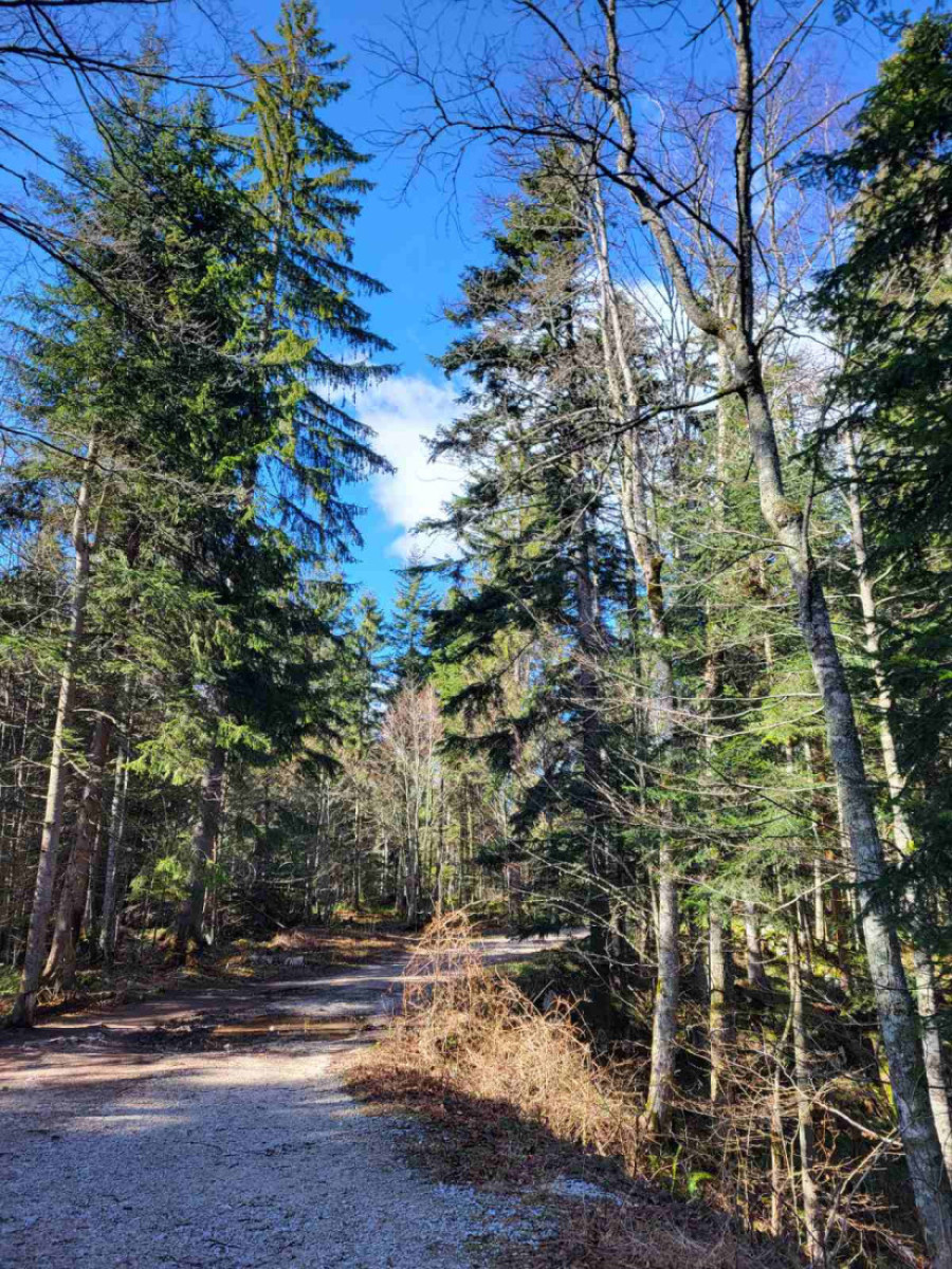 Spremite novac pre ulaza u ovaj nacionalni park: Počela naplata vozilima na Tari, evo koje su cene