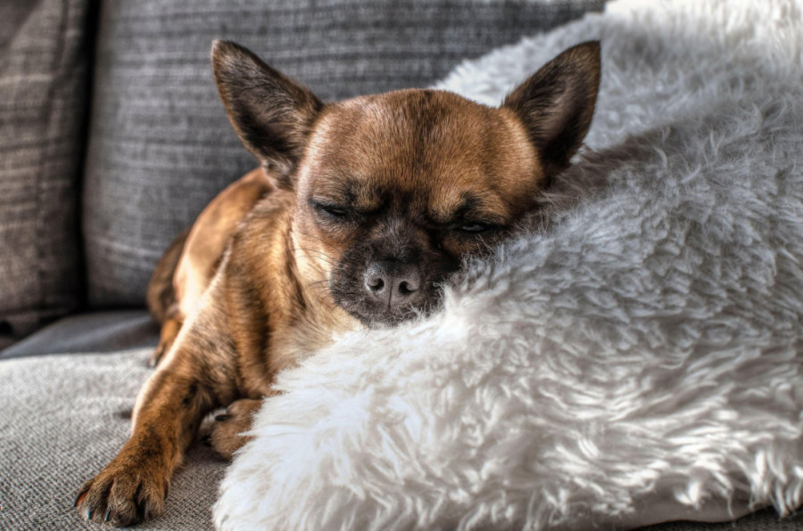 Problem koji ne smete ignorisati: Sedam znakova da vašeg psa muči infekcija ušiju - saveti za brzu reakciju