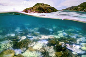 Koralni grebeni su na udaru još jednog masovnog izbeljivanja: Može li se zaustaviti njihovo uništavanje?