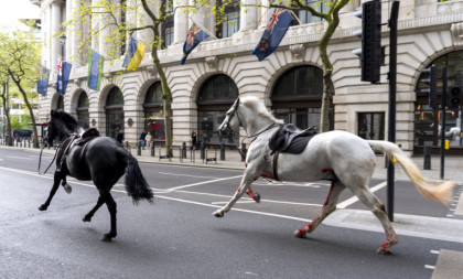 Šta se to dešava u centru Londona? Konji jure ulicama, jedan umazan krvlju (VIDEO/ FOTO)