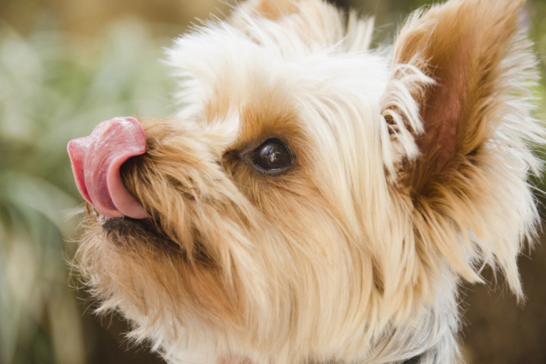 Četiri rase pasa koje žive najduže: Mogu dostići duboku starost, a evo ko živi najkraće