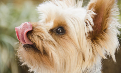 Četiri rase pasa koje žive najduže: Mogu dočekati duboku starost, a evo ko živi najkraće