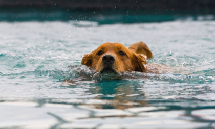 Obožavaju vodu i samo vrebaju priliku da uskoče: Osam rasa pasa koji su zaljubljeni u vodu, a za neke nikad ne biste pomislili