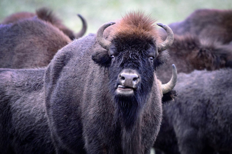 "Neko je njima toliko isprao mozgove!" Jovanov: Vernicima Šolakovih medija biće potrebna stručna pomoć (VIDEO)
