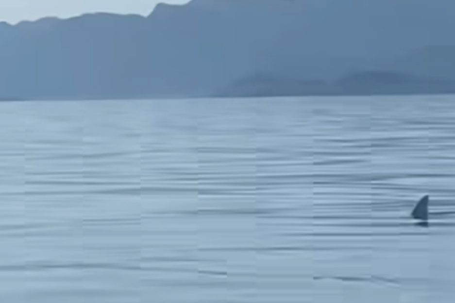 Morski pas se pojavio u blizini ostrva Mljet? Ribari snimili nesvakidašnji prizor (VIDEO)