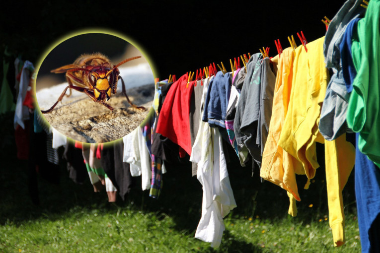 Stršljeni prete Srbiji: Više žrtava nego od zmija, lekari i spasioci na oprezu!