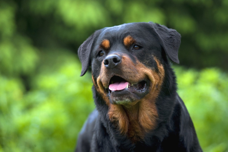 Dobro razmislite: Ovih pet rasa pasa mogu biti rizične u domu sa malom decom