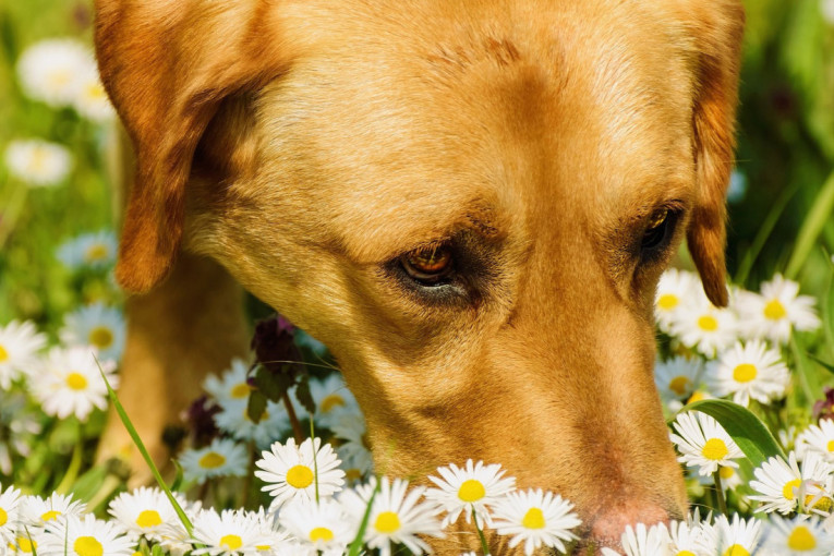 Obožavaju da njuškaju i tako komuniciraju: Ipak, postoje četiri mirisa koje psi ne podnose