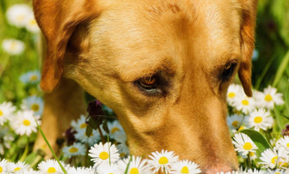 Obožavaju da njuškaju i tako komuniciraju: Ipak, postoje četiri mirisa koje psi ne podnose