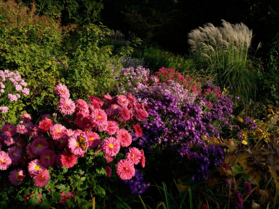 Donesite boje i radost u vašu baštu ili na balkon: Posadite ovih pet cvetnica i do kraja uživajte u lepoti i mirisu