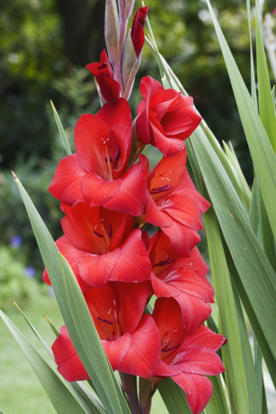 Proleće nam stiže! Već sad posadite ovo cveće ako želite da uživate u cvetnoj bajci u svojoj bašti