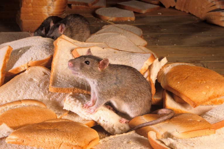 U hlebu pronađeni delovi tela pacova, hitno povučeni iz prodaje