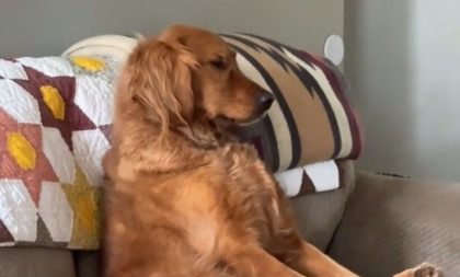 Bukvalno izgleda kao čovek: Pas sedi i gleda kulinarsku emisiju (VIDEO)