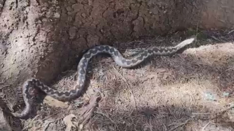 Pešterski rendžer "oči u oči" sa opasnom zmijom! Sabahudin zabeležio susret - sad ih ima najviše (VIDEO)