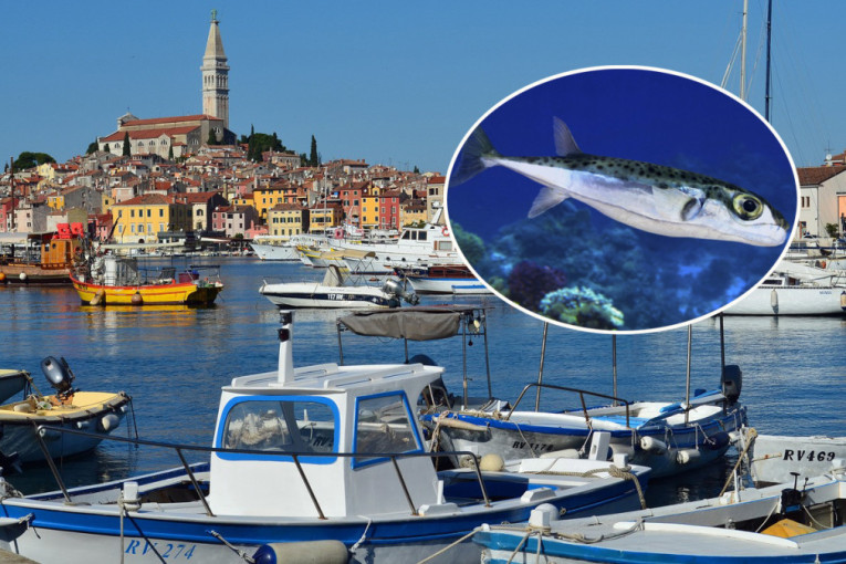 Riba sa otrovom 1.200 puta jačim od cijanida uhvaćena u Jadranu