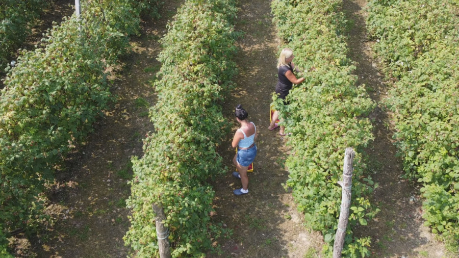 Dnevnica 4.000 dinara, smeštaj i hrana obezbeđeni: Malinari već dali oglase da traže berače crvenog zlata da bi se obezbedili na vreme