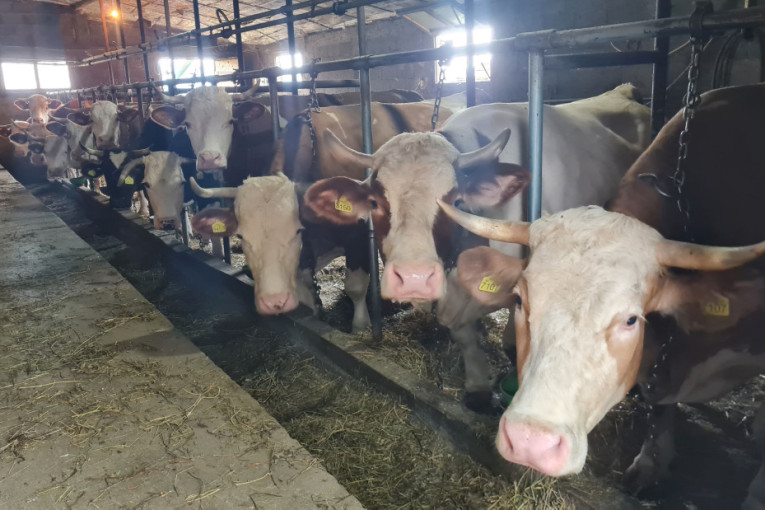 Strizovići iz Brđana Imaju 22 krave i bave se proizvodnjom mleka, u posao uključena cela porodica (FOTO)