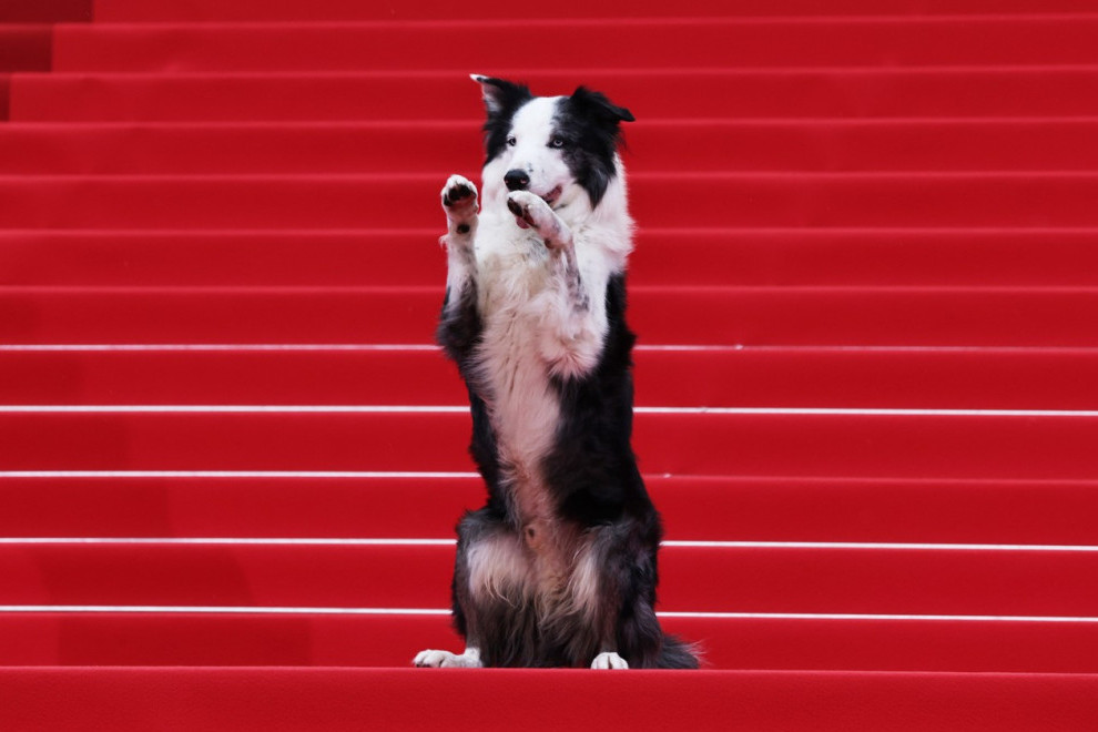 Četvoronožna filmska zvezda na crvenom tepihu: Kako je slavni pas Mesi osvojio Kan (FOTO/VIDEO)