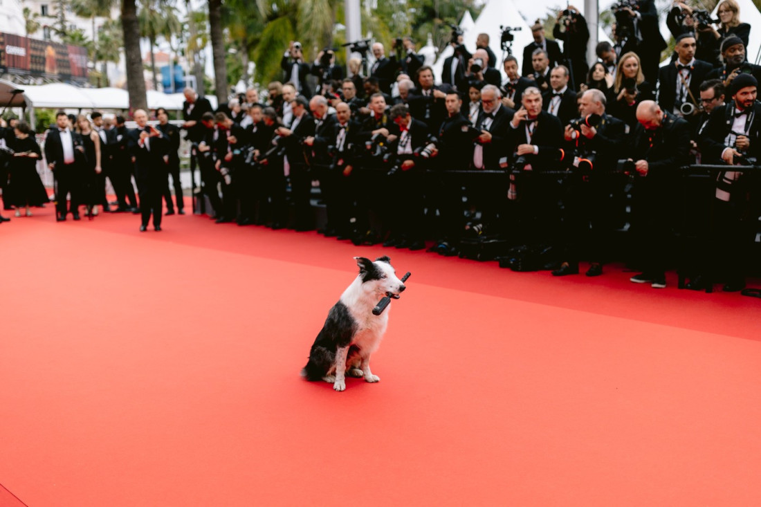 Četvoronožna filmska zvezda na crvenom tepihu: Kako je slavni pas Mesi osvojio Kan (FOTO/VIDEO)