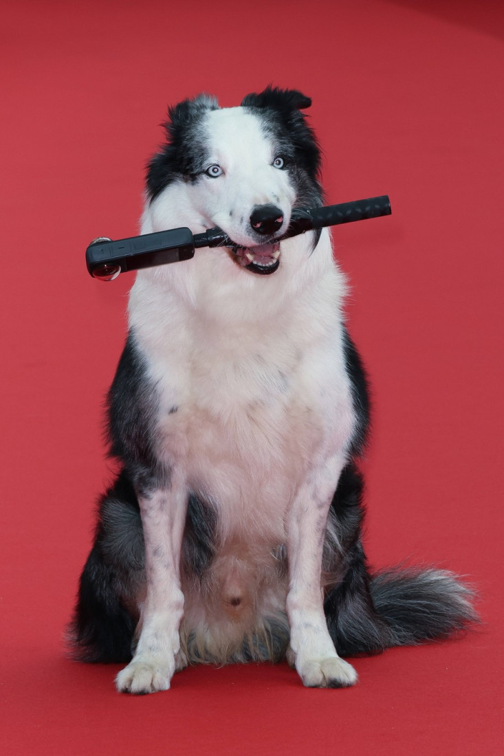 Četvoronožna filmska zvezda na crvenom tepihu: Kako je slavni pas Mesi osvojio Kan (FOTO/VIDEO)