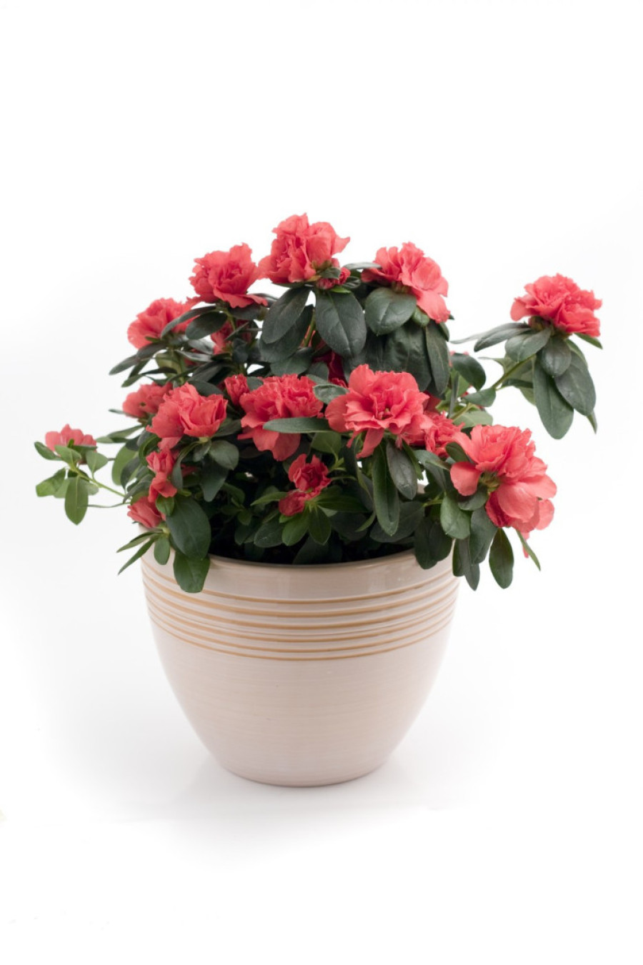 Ako želite dugotrajne veze unesite u svoj dom neku od ovih pet biljaka: Privući ćete ljubav i strast u život