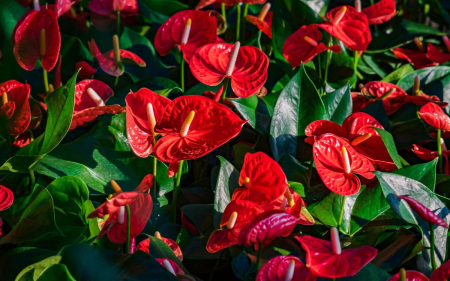 Ako želite dugotrajne veze unesite u svoj dom neku od ovih pet biljaka: Privući ćete ljubav i strast u život