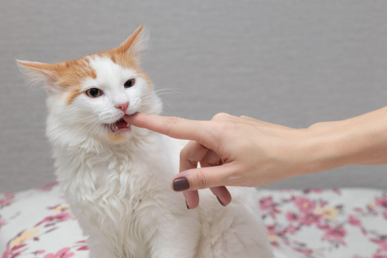 Iznenadni ugrizi tokom bezbrižne igre: Šta vaša mačka pokušava da vam kaže?