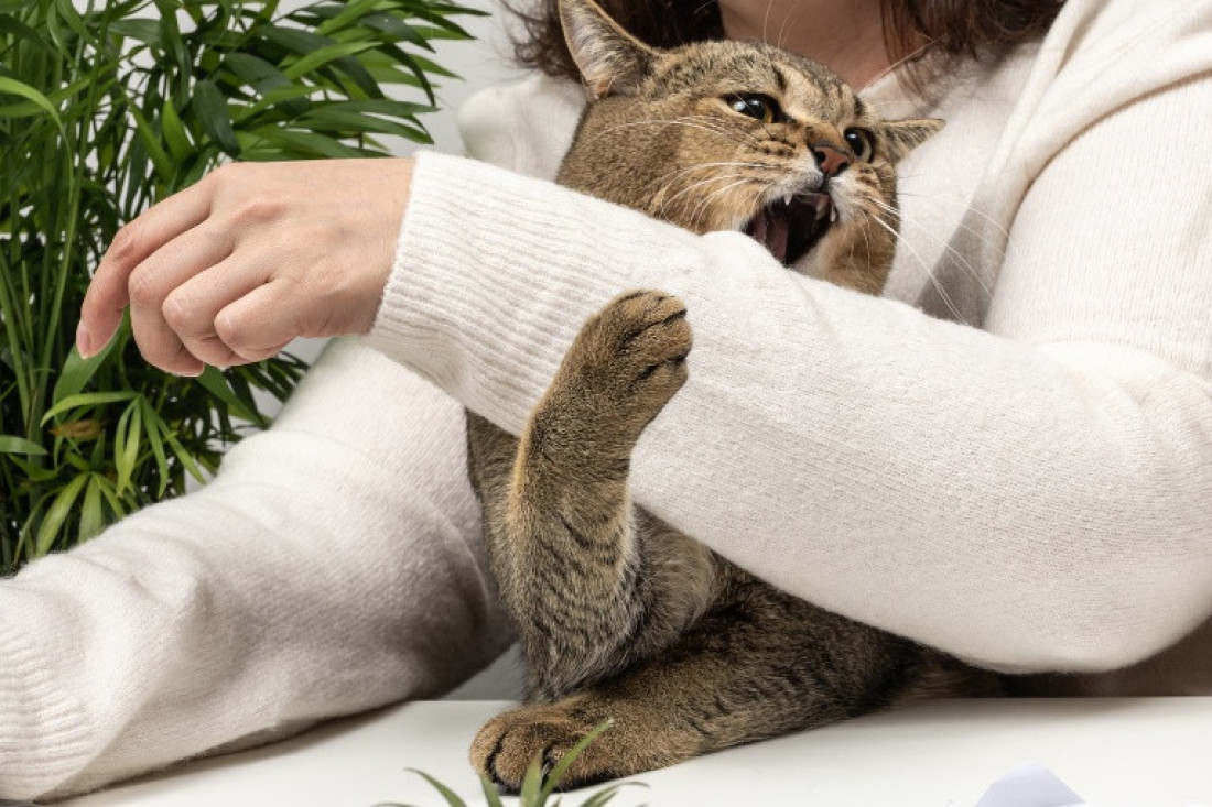 Iznenadni ugrizi tokom bezbrižne igre: Šta vaša mačka pokušava da vam kaže?