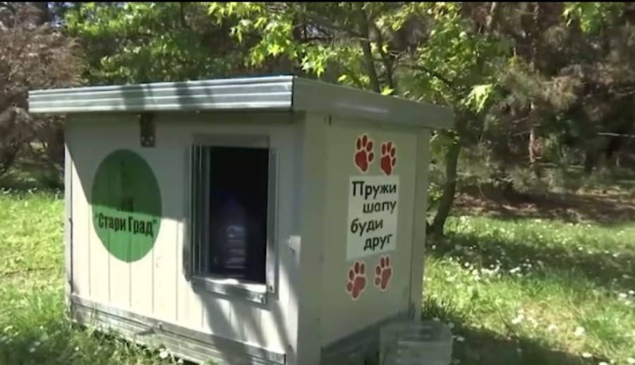 Počela besplatna sterilizacija vlasničkih pasa: Evo kako su u Šapcu smanjili broj napuštenih pasa na ulicama