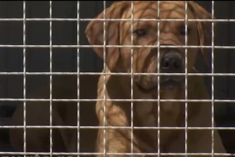 Počela besplatna sterilizacija vlasničkih pasa: Evo kako su u Šapcu smanjili broj napuštenih pasa na ulicama