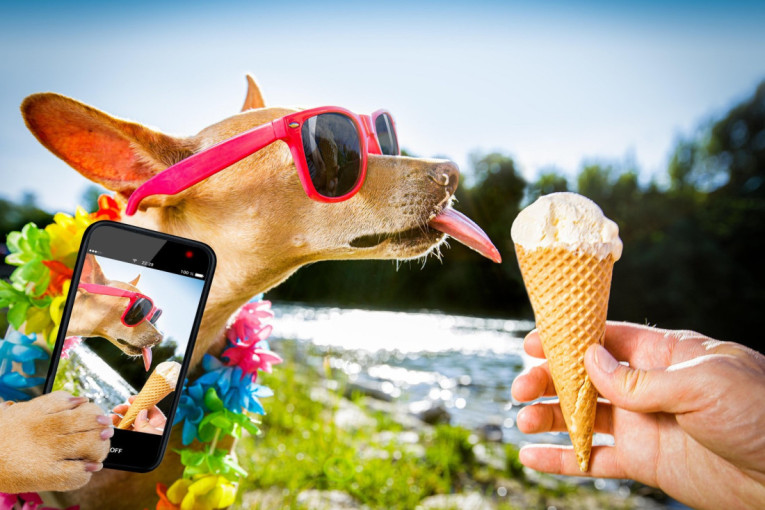 Neka se i oni zaslade i rashlade: Domaći sladoled za pse s bananom koji će vaš ljubimac obožavati