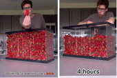 Volimo ih i mi, ali... Snimak ovog momka kako jede jagode pregledan je 226 miliona puta - jasno nam je i zašto (VIDEO)