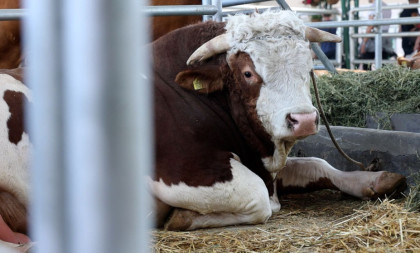 Šampionske muke: Kako odgojiti bika od 1.500 kila u Srbiji (FOTO+VIDEO)