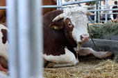 Šampionske muke: Kako odgojiti bika od 1.500 kila u Srbiji (FOTO+VIDEO)