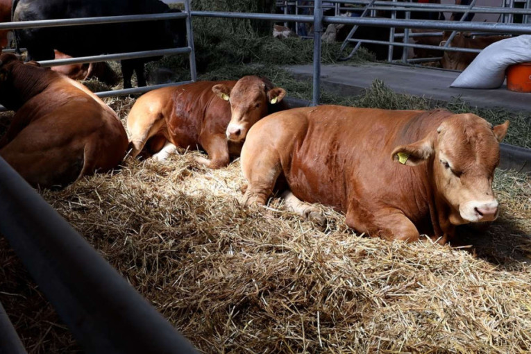 Lider ravnice! Ovaj grad u Vojvodini spreman za uzgoj organske hrane, ovo su detalji