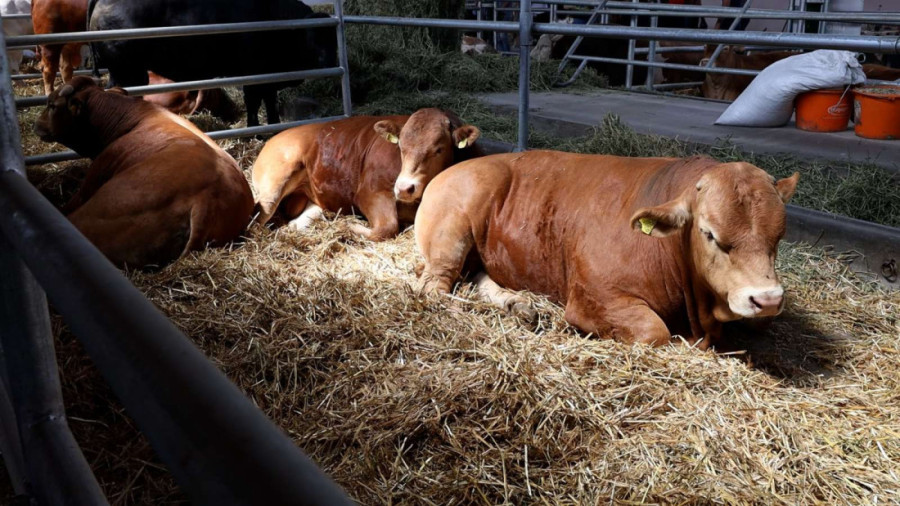 Glišić posetio Bogdanoviće iz Rogače: Obrađuju hektare, a sad dočekali asfaltni put do kuće